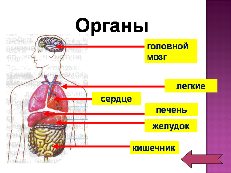 Как сделать свой организм 739